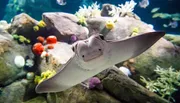 A smiling stingray is gliding through a vibrant aquarium environment.