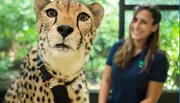 A cheetah is in sharp focus in the foreground with a smiling woman in a blue uniform blurred in the background, suggesting a setting of animal care or conservation.
