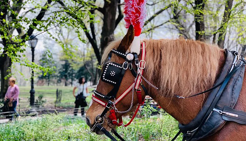 A horse with a red plume and harness stands in a park-like setting with blurred figures of people in the background