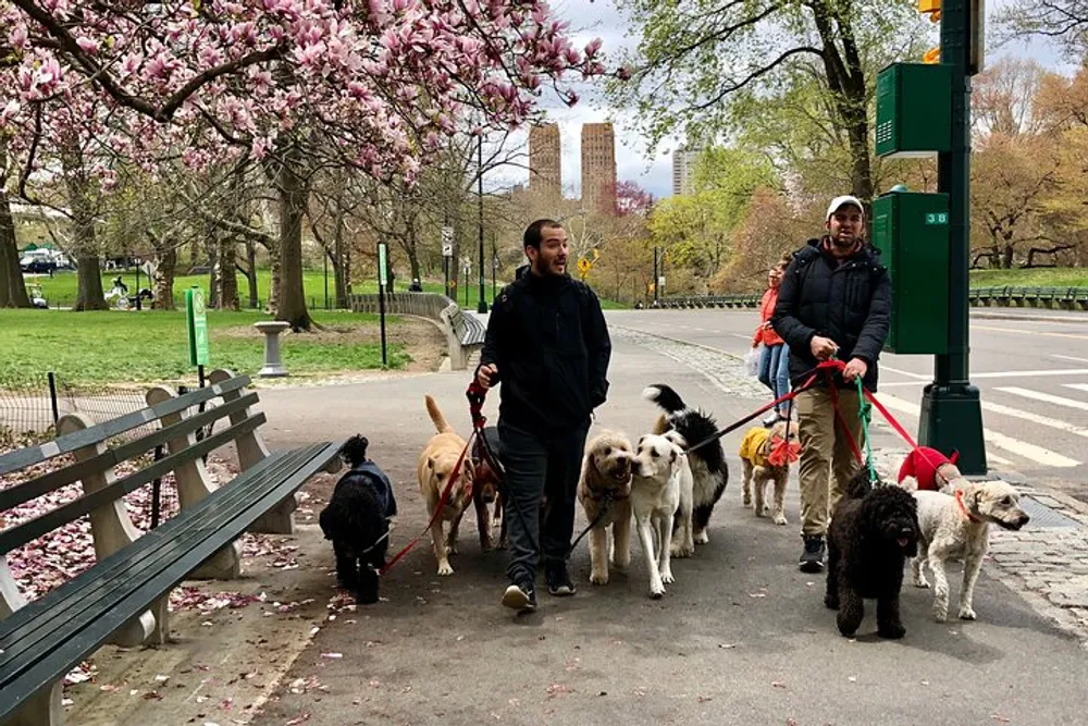 Two dog walkers are strolling with a group of dogs on a sidewalk in a park with blossoming trees and green grass visible in the background