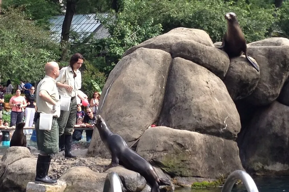 A sea lion perches atop a rock formation while another stretches towards two handlers in front of an audience