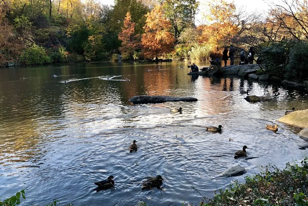 A serene autumnal scene at a pond with ducks swimming and people enjoying the surroundings
