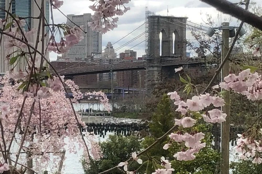 The image features cherry blossoms in the foreground with a view of a bridge and buildings in the background likely taken during spring