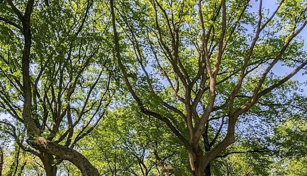 The image shows a canopy of lush green leaves spread across multiple branches of tall trees against a bright blue sky