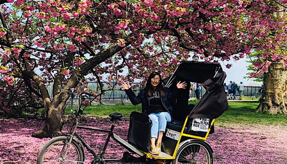 A person is joyfully waving their hands while sitting in a pedicab under a vibrant pink cherry blossom tree