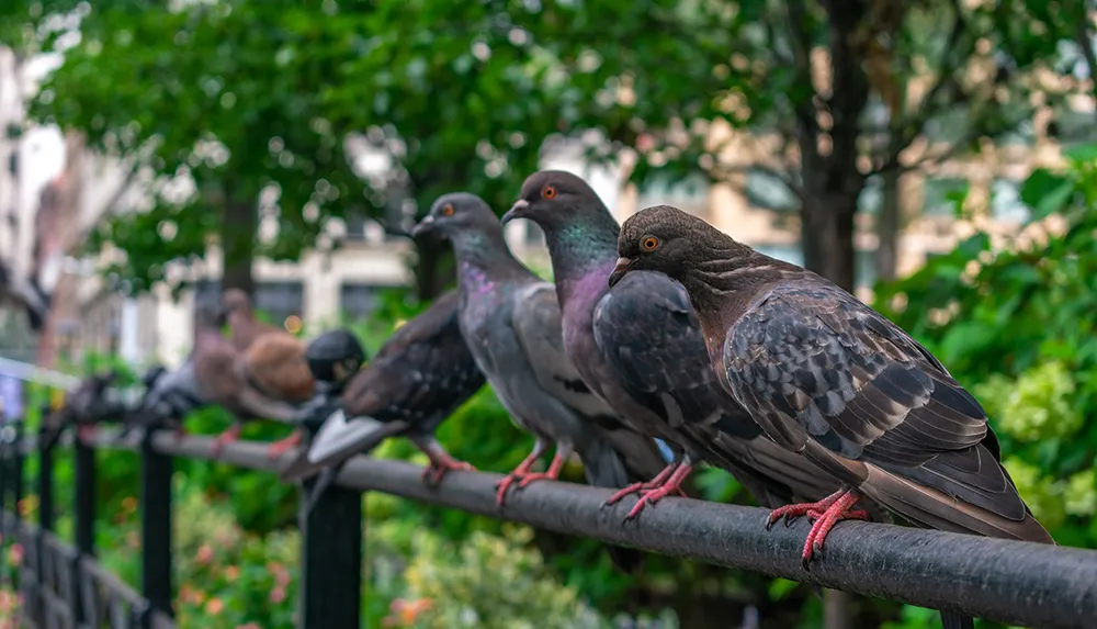 A row of pigeons is perched on a metal railing with a blurred natural background