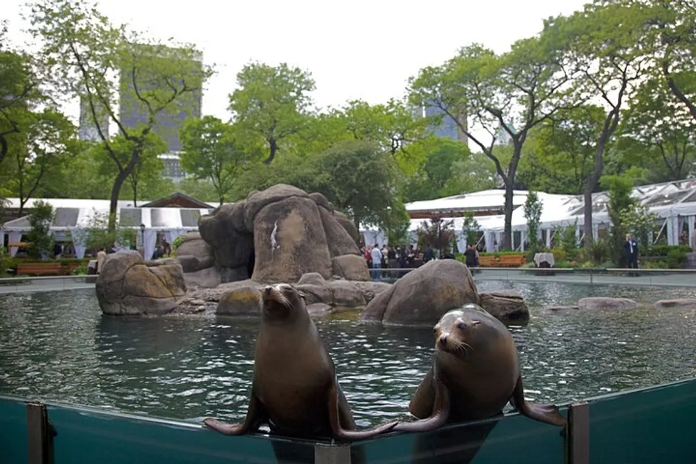 Two sea lions are perched on the edge of an enclosure with a rocky backdrop and trees within what appears to be a zoo or an aquatic park with people in the background