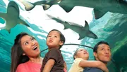 A family looks up in awe at sharks swimming overhead in an underwater tunnel at an aquarium.