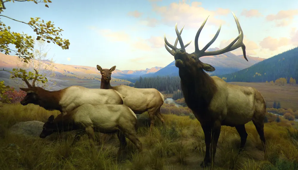 A lifelike diorama featuring a group of elk in a naturalistic setting with detailed scenery depicting a mountainous landscape