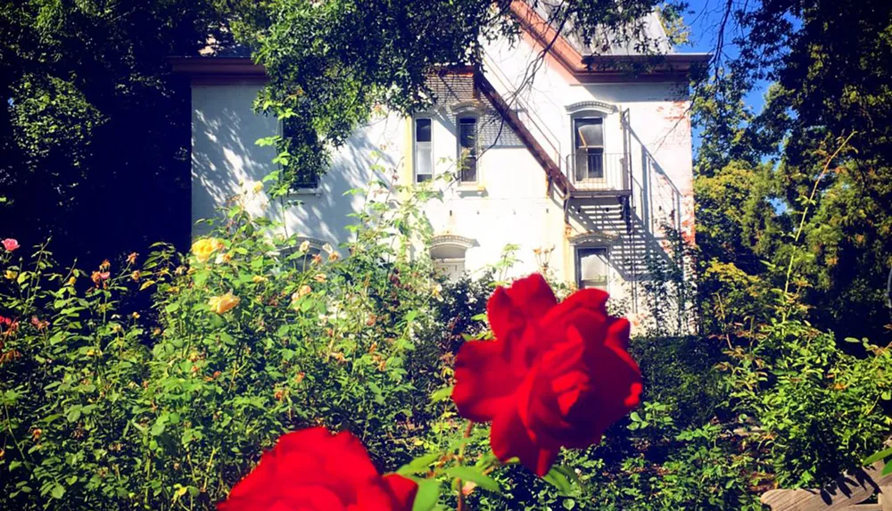 The image portrays vibrant red roses in the foreground with a charming sunlit two-story house featuring exterior stairs amidst lush greenery in the background