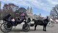 Empire State Central Park Horses Carriage Ride Photo