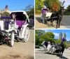 A white horse harnessed to an elegant white and purple horse-drawn carriage stands ready for passengers in a sunny outdoor setting