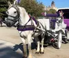 A white horse harnessed to an elegant white and purple horse-drawn carriage stands ready for passengers in a sunny outdoor setting