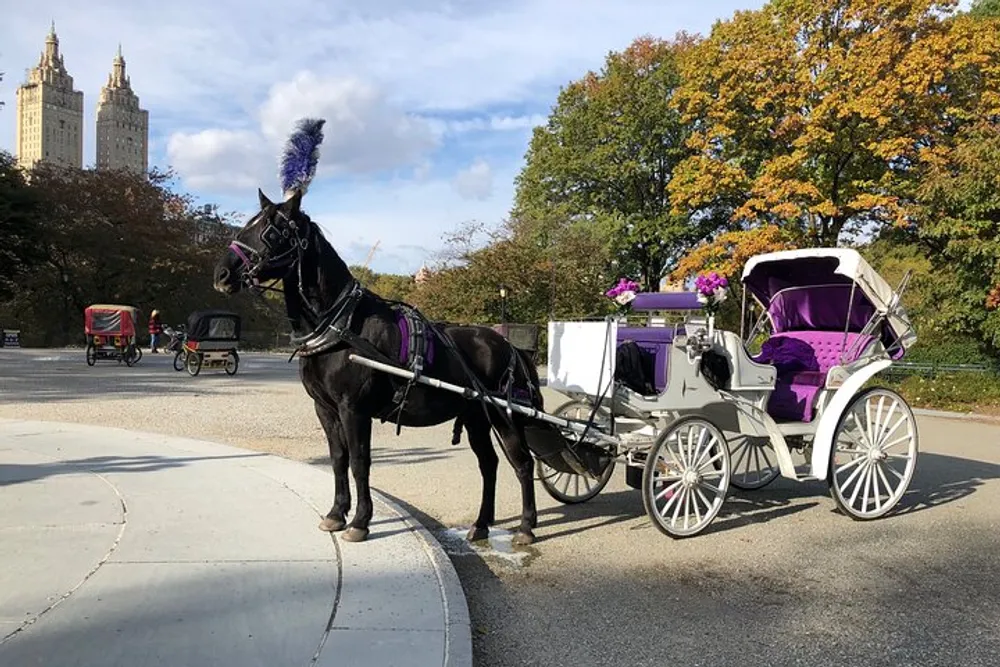 A horse with a purple feathered headdress is harnessed to a white carriage adorned with similar purple accents parked on a roadside with other carriages and trees in the background which suggests a leisurely or tourist area