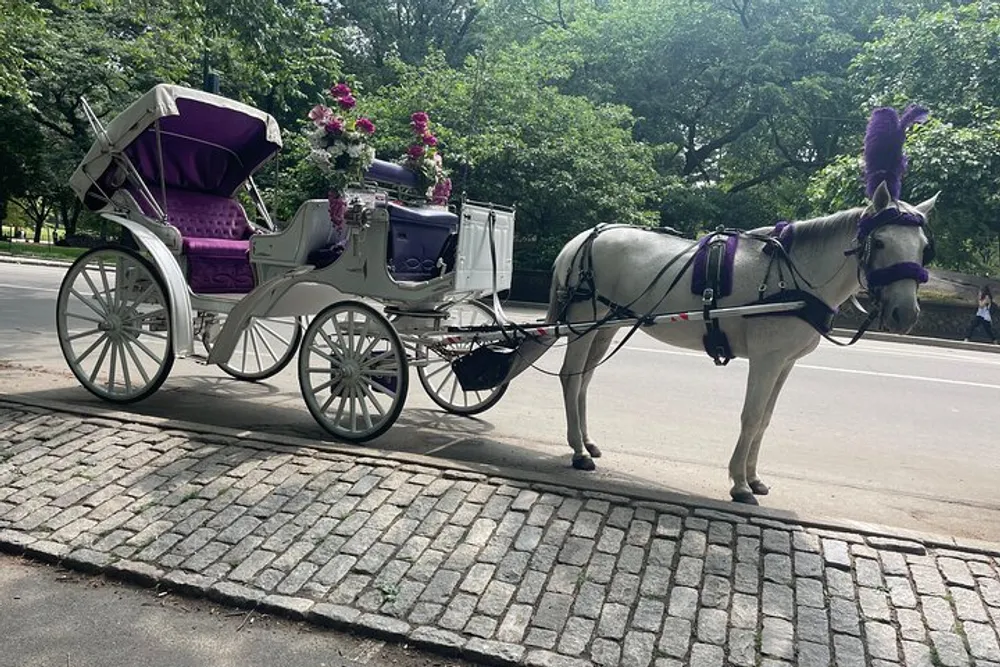 A white horse adorned with purple plumes is hitched to an elegantly decorated horse-drawn carriage parked on a cobblestone path likely awaiting passengers