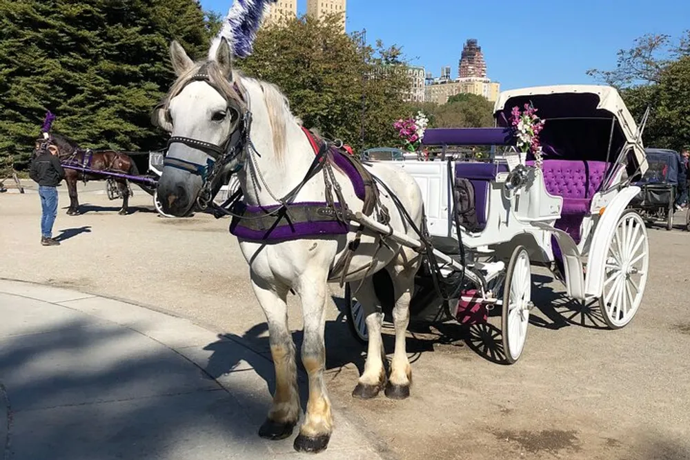 A white horse is harnessed to an elegant white carriage adorned with purple details standing in what appears to be an urban park setting