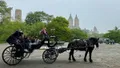 Private Horses Carriage Ride Tour in Central Park with a Guide Photo