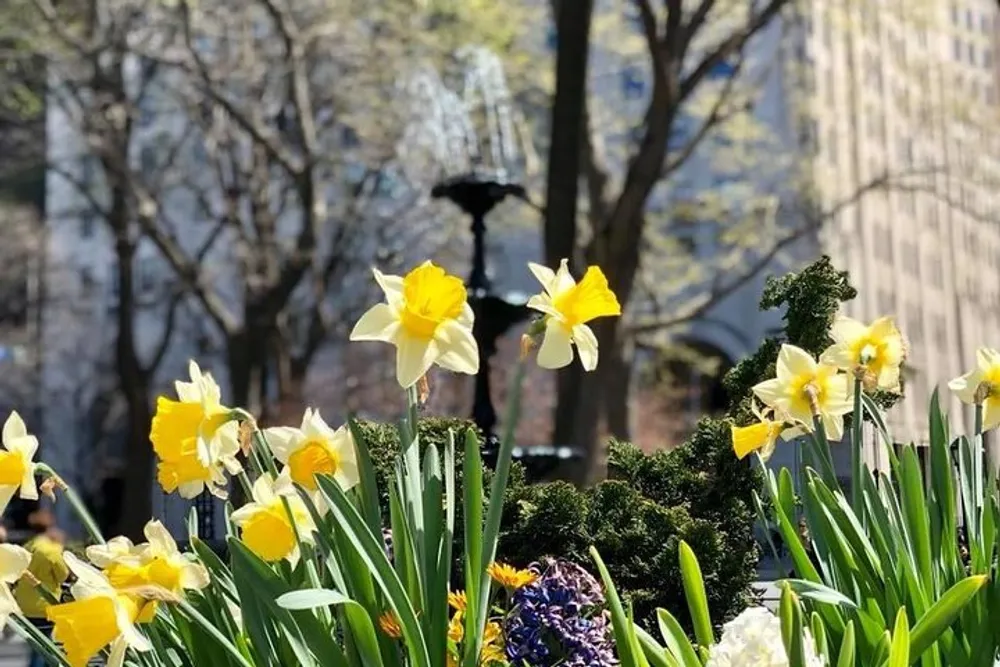 Bright daffodils bloom in the foreground of an urban park setting with bare trees and a cityscape in the background