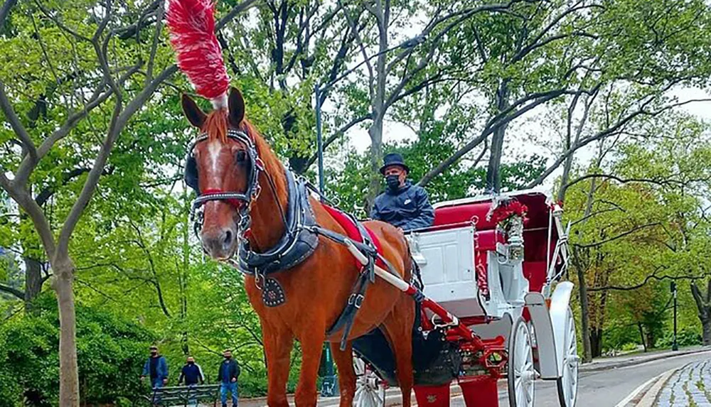 A horse with a red feather in its bridle is harnessed to a red and white carriage with a driver sitting at the helm in a tree-lined park setting