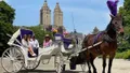 Horse Carriage Ride in Central Park Photo