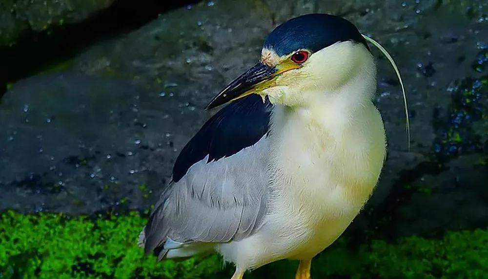 The image shows a black-crowned night heron standing with a vivid green background characterized by its distinctive black cap and back white underparts red eyes and a long white plume extending from the back of its head