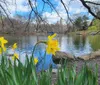 Blooming daffodils in the foreground accentuate a tranquil scene of a pond and distant city buildings hinting at an urban park in springtime