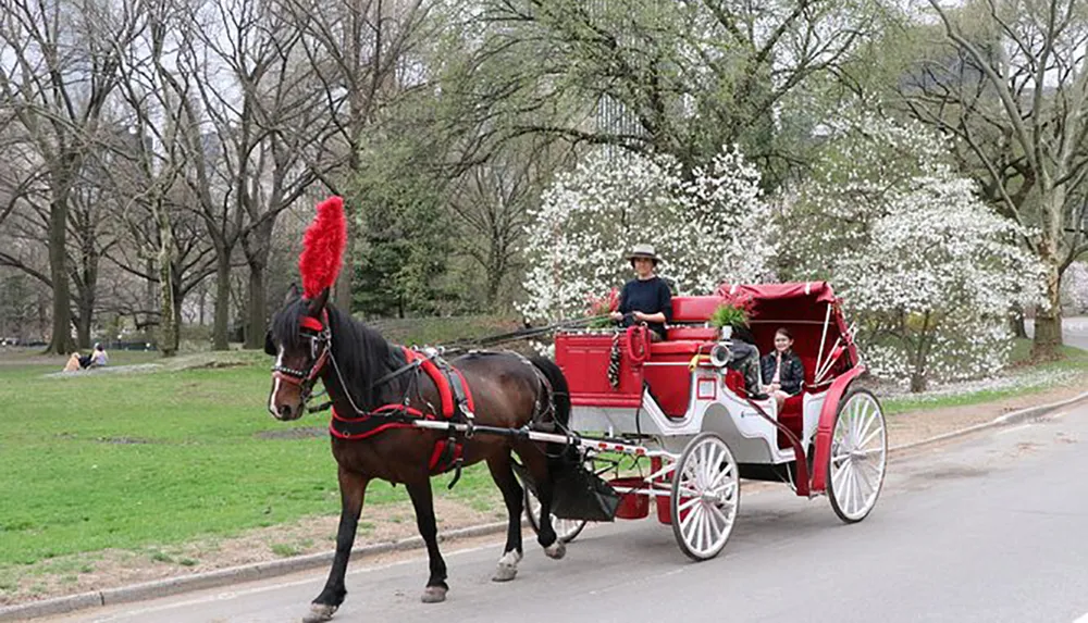 A horse-drawn carriage with a driver and passenger is traveling along a park road with blooming trees in the background