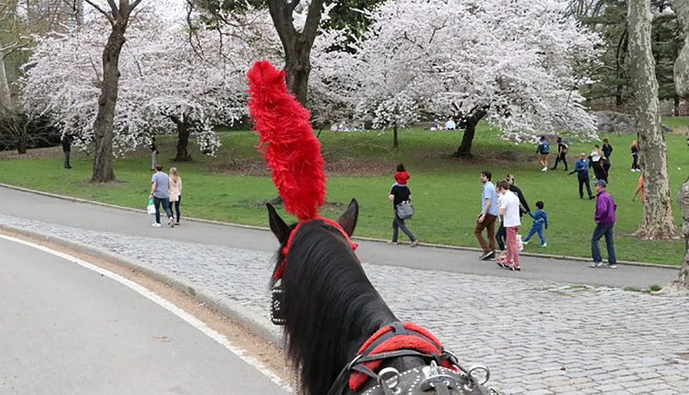 The image shows a horse with a bright red feather plume on its head viewed from behind with people enjoying a walk among flowering trees in a park setting