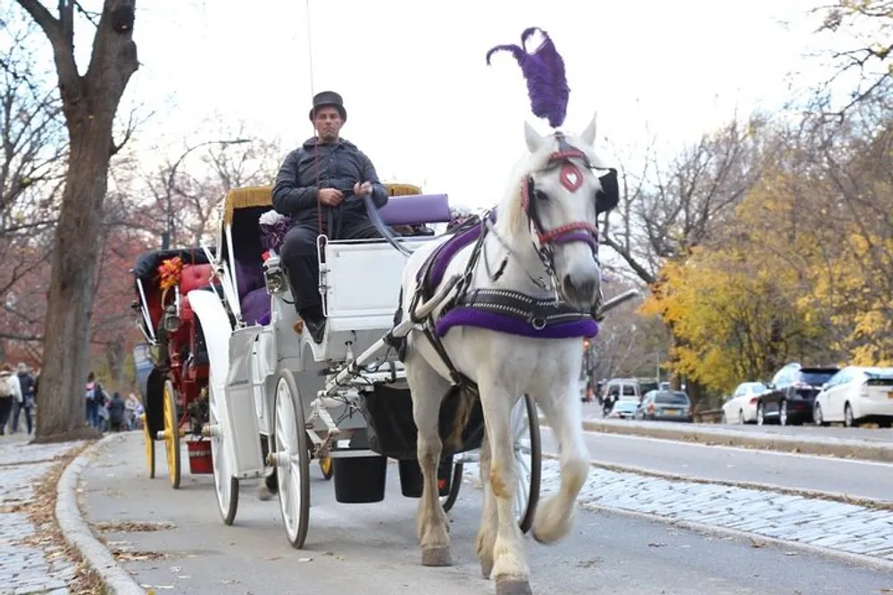 A horse-drawn carriage with a driver is trotting along a paved park road offering a glimpse of an iconic mode of traditional transportation amidst a natural and urban backdrop