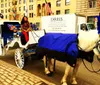 A horse-drawn carriage with a driver is trotting along a paved park road offering a glimpse of an iconic mode of traditional transportation amidst a natural and urban backdrop