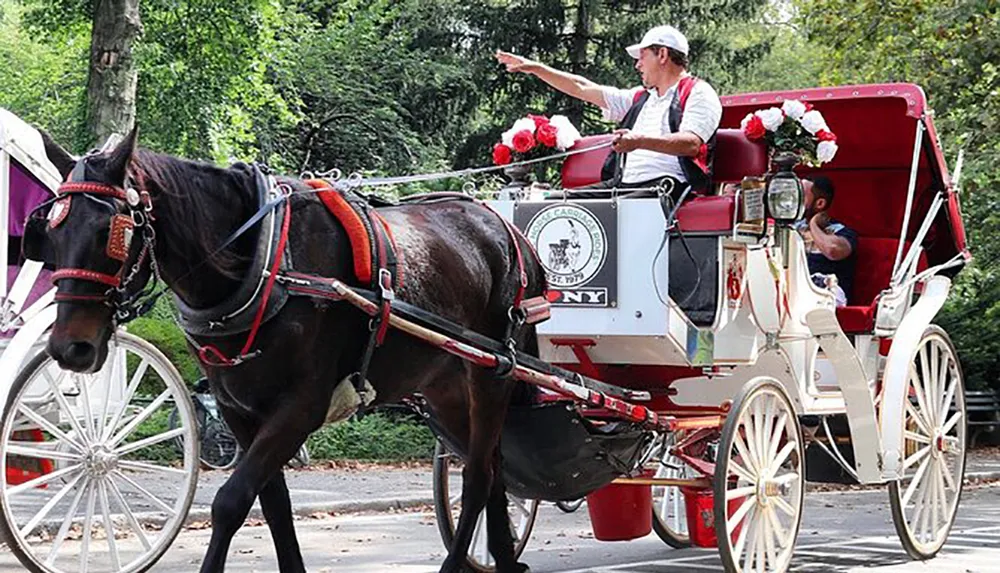 A horse-drawn carriage with a driver pointing to something of interest is on a tree-lined path possibly in a park